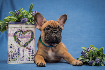 A pretty and beautiful puppy lying next to some purple flowers