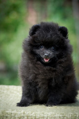 Obraz premium A pretty and cute puppy sticking its tongue out while the photoshoot [Pomeranian spitz]