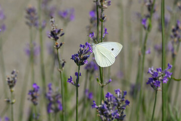 Small white butterfly (Pieris rapae) perched on lavender in Zurich, Switzerland