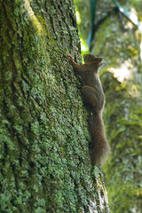Red Squirrel walking up a tree in Zurich, Switzerland