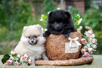 A puppy sitting in the basket and another just next to him, and they also have some flowers with...