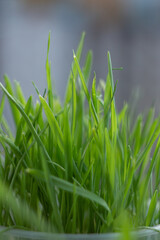 fresh green grass oats shallow narrow focus