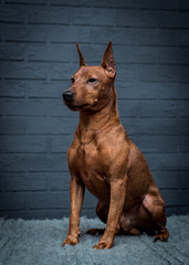 A strong and beautiful dog sitting and posing for photos with blue background