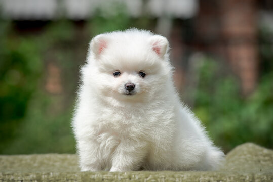 A snowy white puppy posing for the photo in the park during the morning walk [Pomeranian spitz]