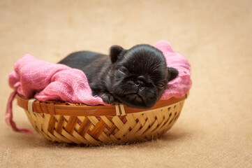 A tiny cute puppy laying in the basket with a pink blanket fell asleep and dreaming about something