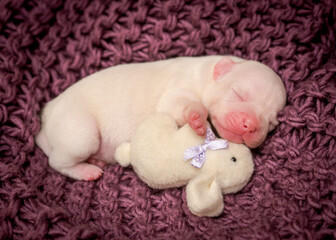 Fototapeta na wymiar A tiny puppy sleeping on a purple blanket together with its favorite rabbit toy