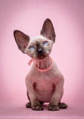 A very beautiful Sphynx cat sitting and posing for photos with a pink collar and pink background