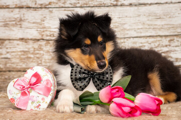 A very cute dog looking very intelligent with the black bow on its neck. It also has some flowers...