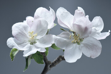 Naklejka na ściany i meble white apple blossom on a gray background, close-up, studio shot.