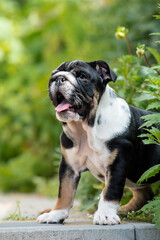 An extremely beautiful and cute dog standing in the park, looking somewhere away, smiling, and just enjoying nature [English bulldog]