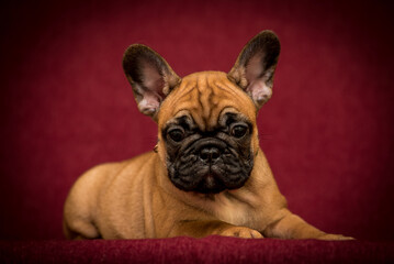 An extremely cute brown puppy posing for the photo with the dark red background and looking straight into the camera [French Bulldog]