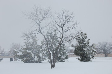 Fototapeta na wymiar trees in snow
