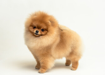 An extremely cute puppy posing for the photo with white background and smiling [Pomeranian spitz]