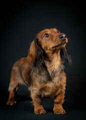 Beautiful dog standing and posing for the photo with the black background [Dachshund]