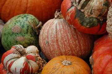 pumpkins and gourds