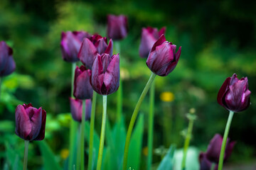 Some very beautiful dark purple tulip flowers growing in the spring park