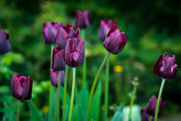 Fototapeta premium Some very beautiful dark purple tulip flowers growing in the spring park