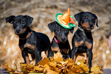 Three cute puppies standing on the pile of yellow leaves, one of them wearing an orange hat [jagd terrier]