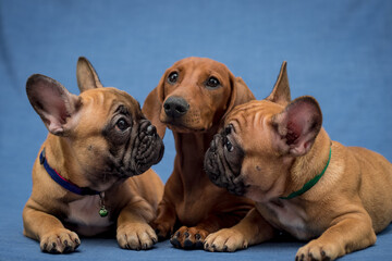 Three different but still all pretty and beautiful dogs posing for the picture with the blue background [French Bulldog]