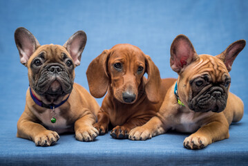 Three different but still all pretty and beautiful dogs posing for the picture with the blue background (French Bulldog)