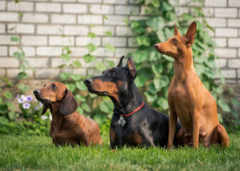Three different but still pretty dogs sitting, looking somewhere away, and waiting for somebody to play with them