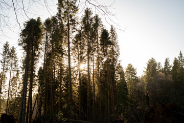 Fototapeta na wymiar Kielder England: 13th January 2022: Aftermath of Storm Arwen. Many pine trees (Sitka spruce) have been uprooted in Kielder Forest