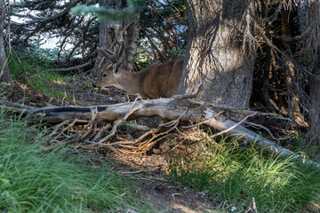 large buck camouflaged by fallen branches in forest