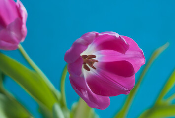 Naklejka premium Pink tulip on a blue background