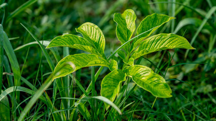 Amorphophallus paeoniifolius, the elephant foot yam or whitespot giant arum, is a tropical tuber crop grown