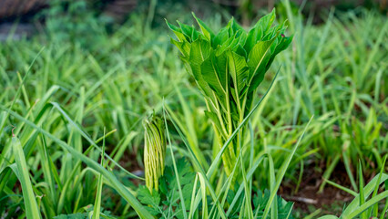 Amorphophallus paeoniifolius, the elephant foot yam or whitespot giant arum, is a tropical tuber crop grown