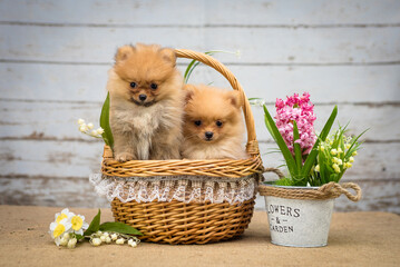 Two extremely cute puppies sitting in the basket with some lovely flowers next to them [Pomeranian spitz]