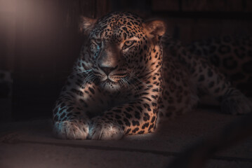 Leopardo en el zoo de Madrid
