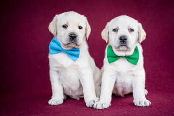 Two extremely cute putties with a green and blow bow sitting and posing for the photo