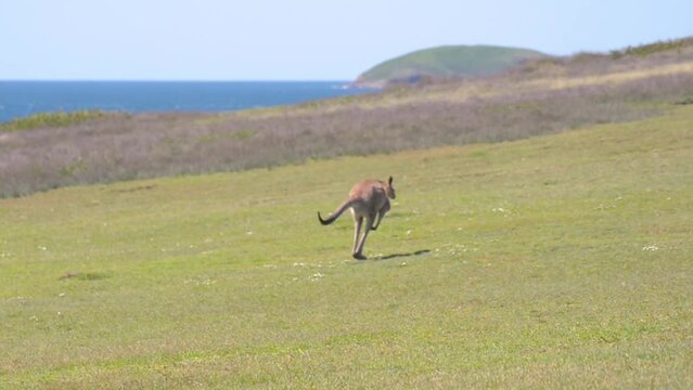 Kangaroo Jumping on a Green Grassland whit the Ocean at the Background.Wildlife Concept