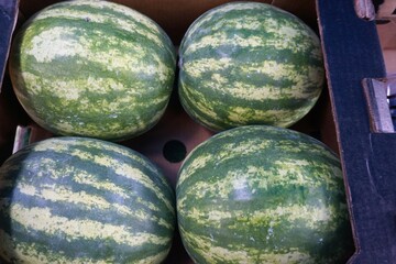 Vier Wassermelonen in Pappkarton 