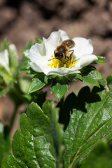 Blooming strawberries in the garden, a bee pollinates flowers.