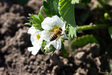 Blooming strawberries in the garden, a bee pollinates flowers.