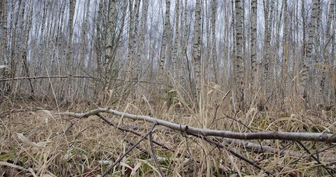Nature en hiver par temps froid