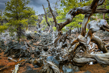 Twisted Tree roots in the lava field of Sunset Crater.