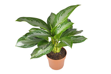 Tropical 'Aglaonema Silver Bay' houseplant with silver pattern in flower pot on white background