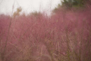 Purple Grass in Luoyang, China