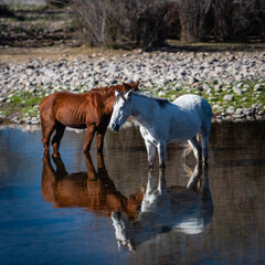 Obraz premium Wild horses in the lower Salt River area of the Tonto National Forest.