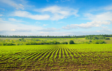 Green field with sunflower sprouts and blue sky.