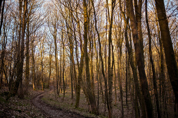 An einerm Wanderweg erkennt man durch die kahlen Bäume hindurch die schemenhaften Umrisse des Bielefelder Fernsehturms
