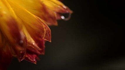 Macro shot of orange flower with water drops on dark background, Dew drops falling on flower petals, Slow motion - Powered by Adobe