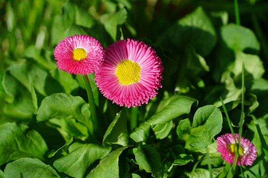 Gros plan sur les p&acirc;querettes pomponnette roses