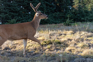 adult wild deer walking through a field on a mountain