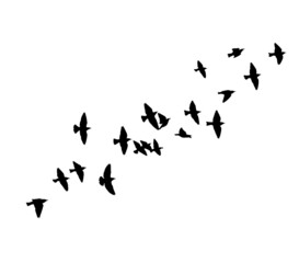 Obraz na płótnie Canvas A flock of flying birds. Free birds. Vector illustration