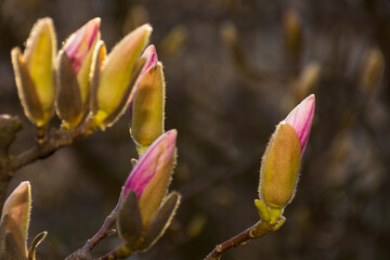 beauty of magnolia tree blossom in spring. fresh pink flower on the branch. natural soft bokeh background of a garden