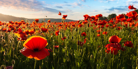 field of blooming corn poppy at sunset. wonderful summer landscape of carpathian mountains in evening light. beautiful nature background with red flowers